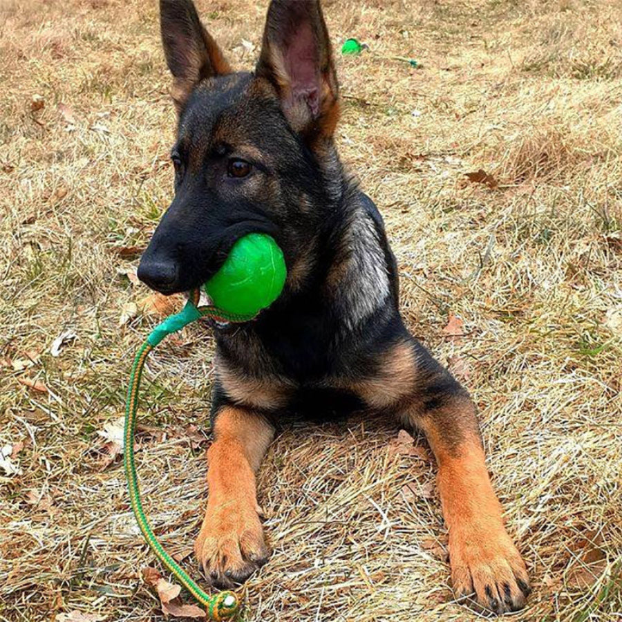 StarMark Swing n' Fling Chew Ball – K9 Pro - The K9 Professionals
