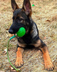 Swing n' Fling Chew Ball