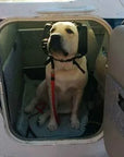 4Paws Aviation K-9 Ear Muffs