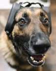 4Paws Aviation K-9 Ear Muffs