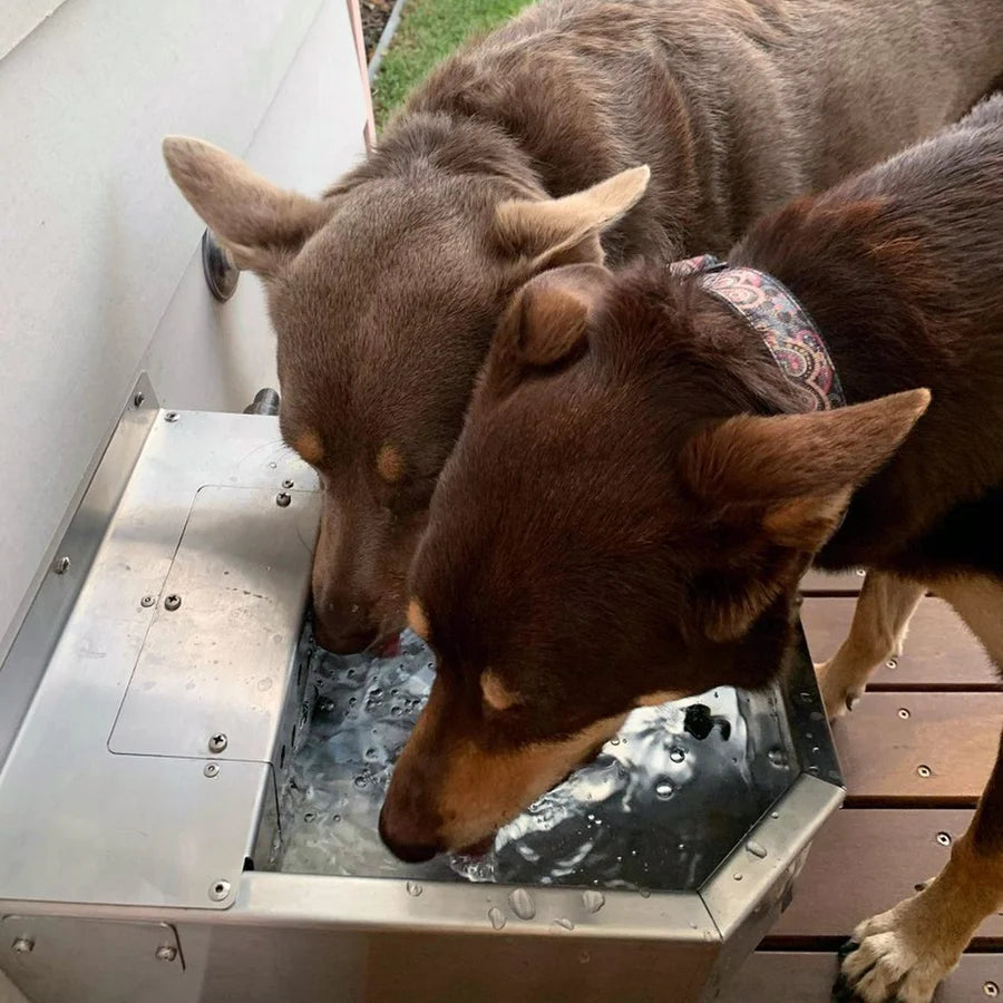 DK Stainless Pet Rehydration Station