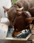 DK Stainless Pet Rehydration Station