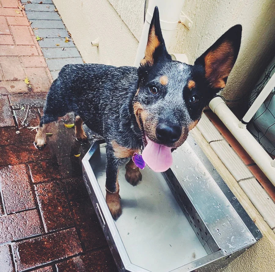 DK Stainless Pet Rehydration Station