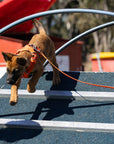 IGP A-Frame for Dog Sport