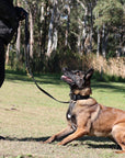 Syntek Tactical Police Leash