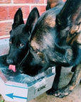 DK Stainless Pet Rehydration Station