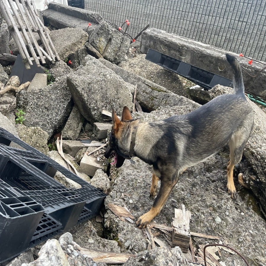 GETXENT -  Canine Detection Odour - Human Remains