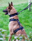 Iron Power Complete Set - Collar + Harness + Leash