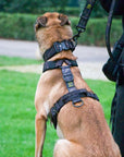 Iron Power Complete Set - Collar + Harness + Leash