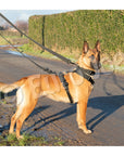 Iron Power Complete Set - Collar + Harness + Leash