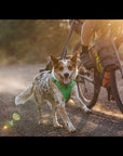 Front Range Harness - By Ruffwear