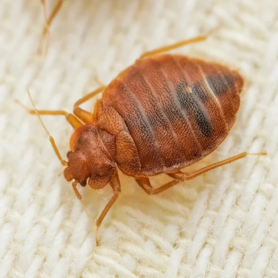 GETXENT -  Canine Detection Odour - Bed Bugs