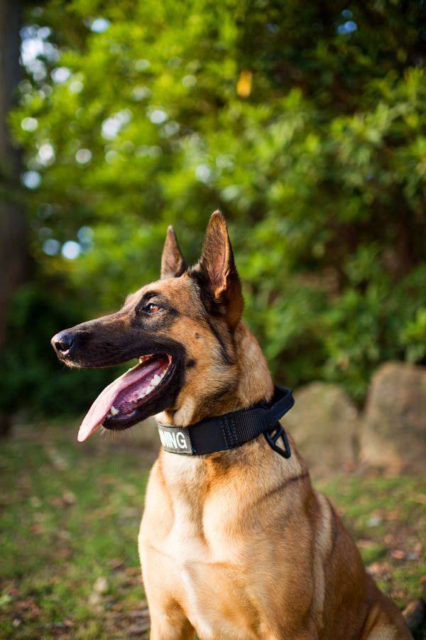MaxTac Military Dog Collar Black