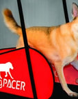 DogPacer Treadmill