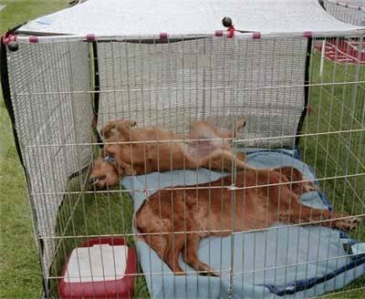 Shade screen for outlet dog kennel