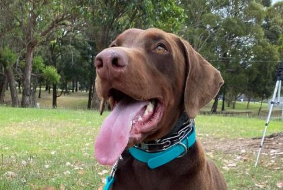 K9 Pro Australian Made Prong Collars – K9 Pro The K9 Professionals