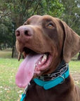 K9 Pro Training Collar & Links