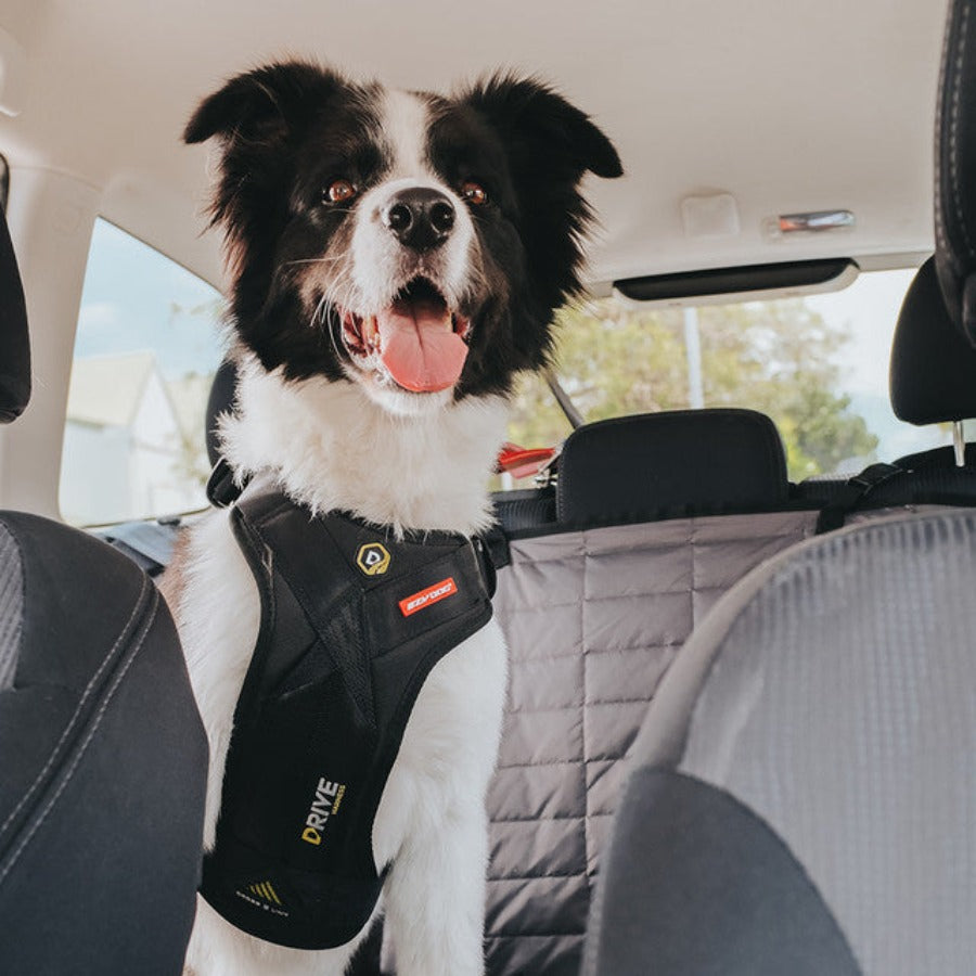 Ezydog harness outlet seat belt