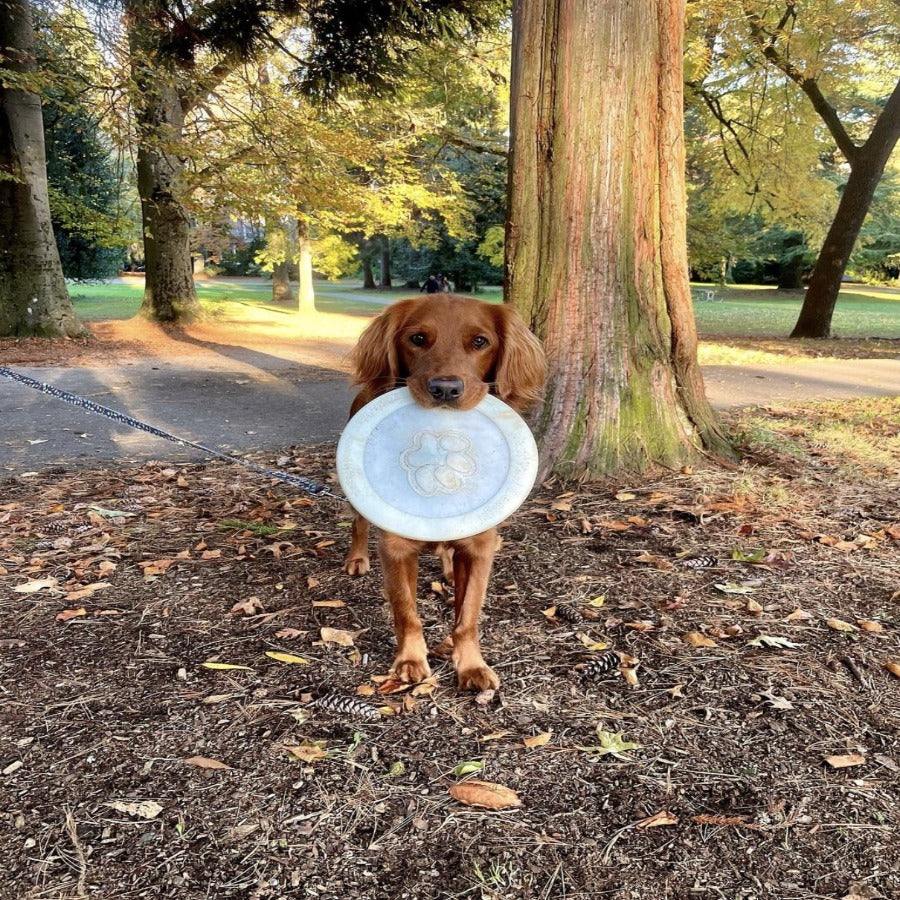 Glow in the dark dog frisbee sale