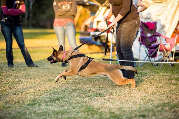 Redline K9 Hero Harness