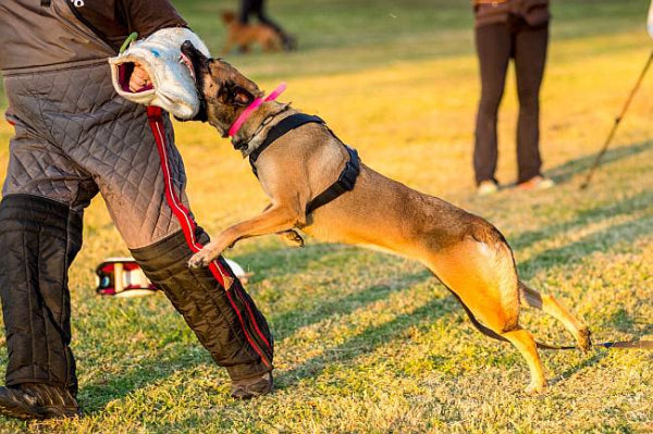 Redline K9 Hero Harness