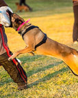 Redline K9 Hero Harness
