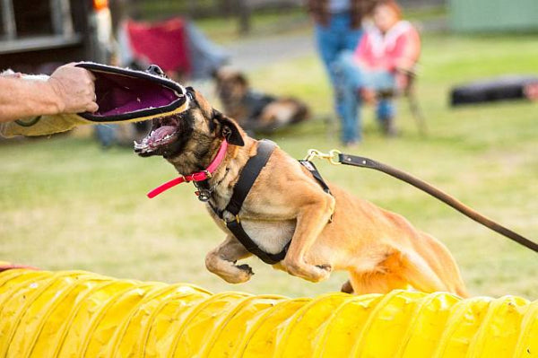 Redline K9 Hero Harness
