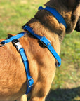 Syntek Harness