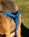 Syntek Harness