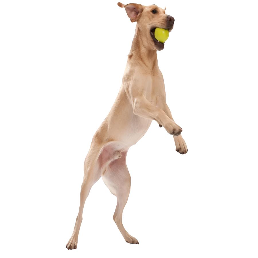 West paw jive sales