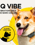 DOGTRA IQ Vibe - No BarkCollar
