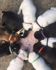 Puppy ID Bands