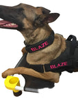Custom ID Collar/Harness Badges