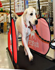 DogPacer Treadmill