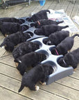 Weanafeeda Puppy Feeding System