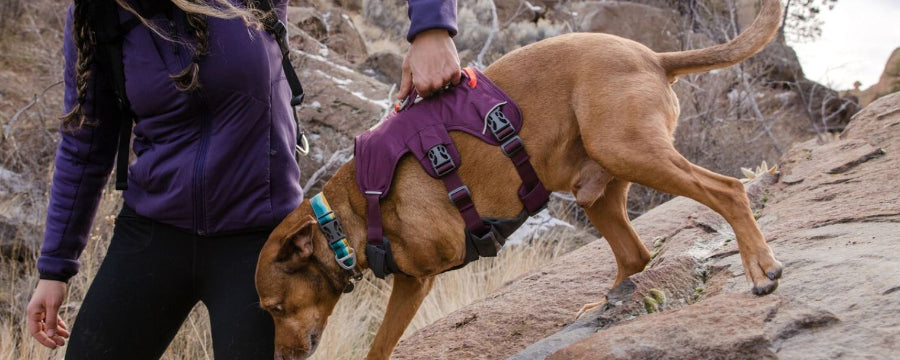 Ruffwear Webmaster Harness1