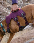 Webmaster Dog Harness 2022 Design