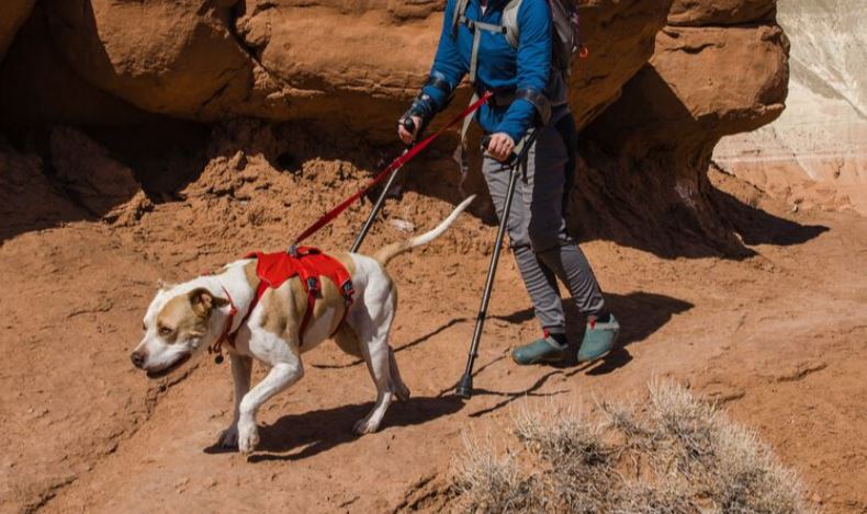 Ruffwear web master pro hot sale harness