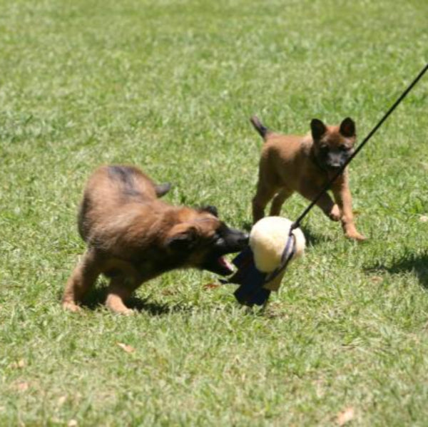 Flirt Pole for drive building and great exercise for your dog – K9