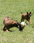 Prey Drive on a stick