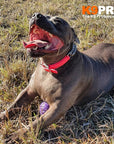 Syntek Martingale Collar