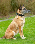Euro Joe Tactical Collar 2.0 " with handle