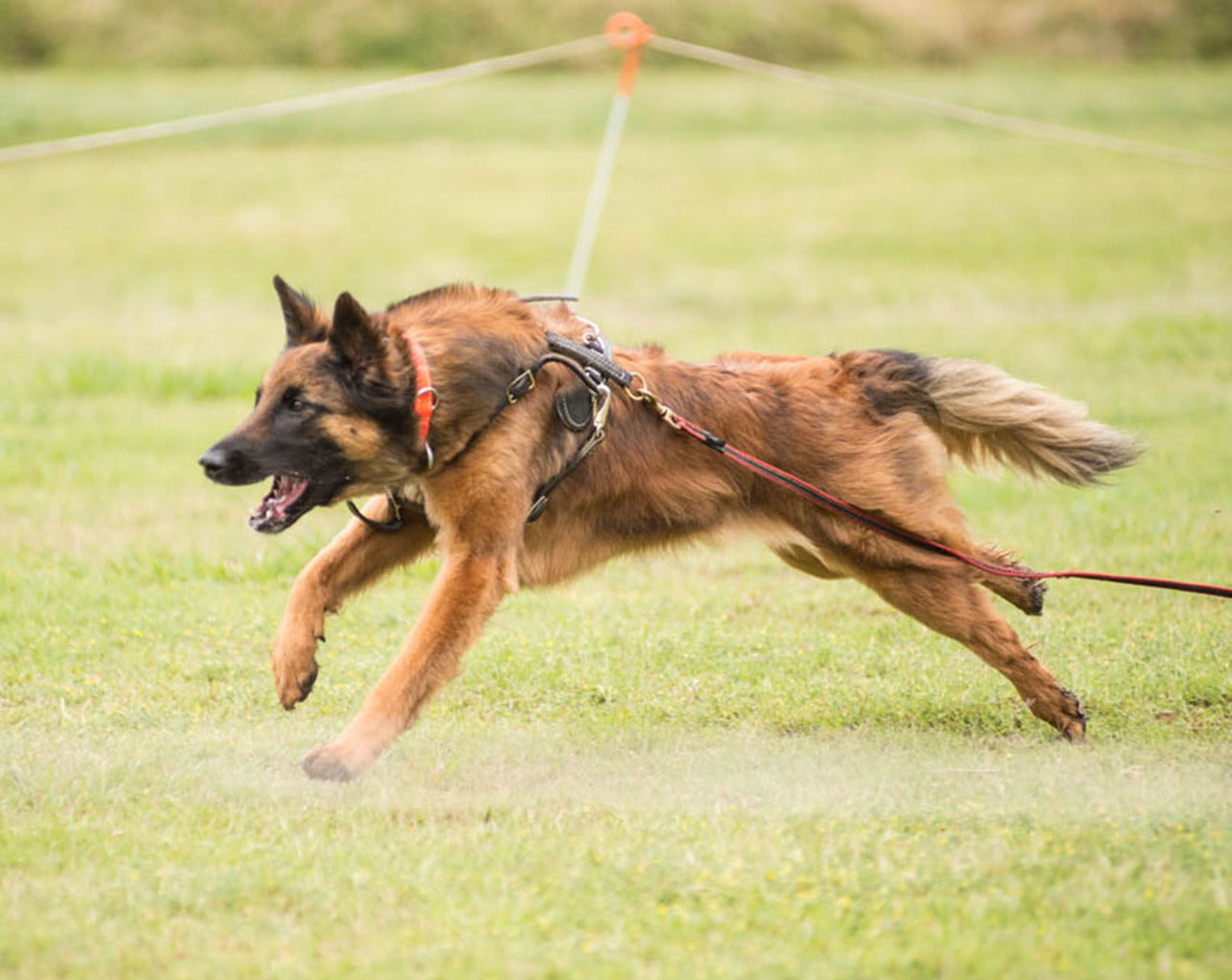 Tactical K9 Leather Harness