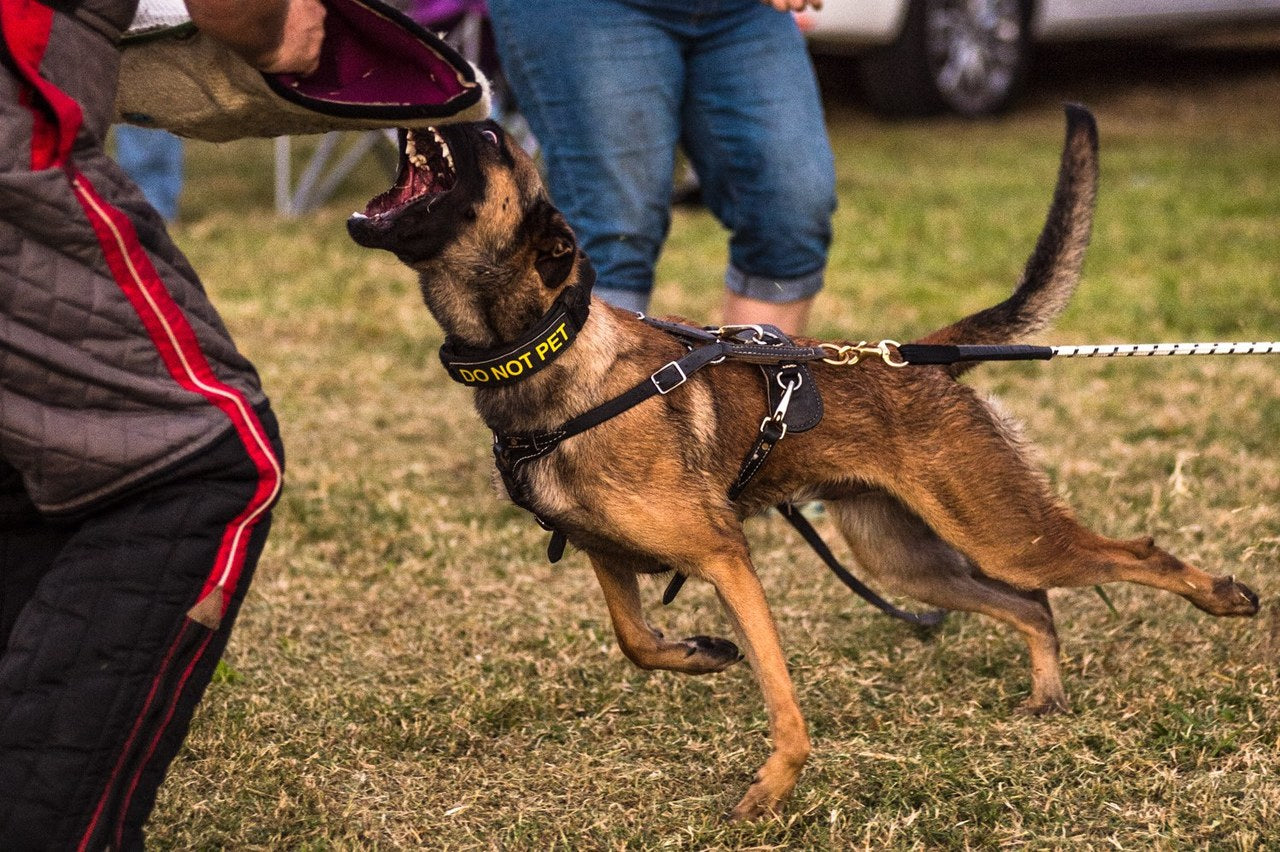 Tactical K9 Leather Harness