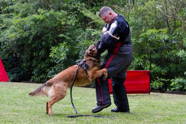 Tactical K9 Leather Harness