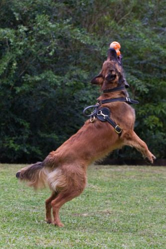 Tactical K9 Leather Harness