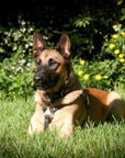 Light Weight Leather Harness