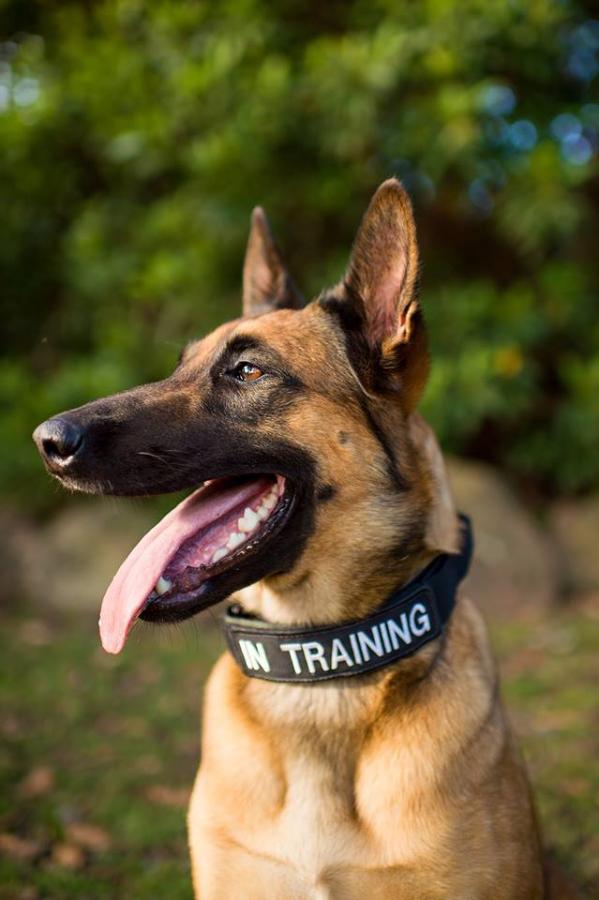 MaxTac Military Dog Collar
