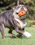 Chuckit! Air Fetch Football