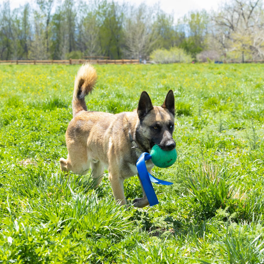 KOREflex Ball &amp; Tail